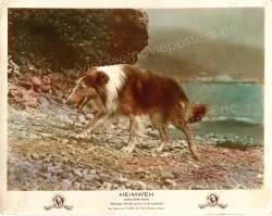 Lassie Come Home (Lassie Come Home)