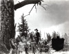Galgenbaum - Rivalen am Goldriver, Der (Hanging Tree, The)
